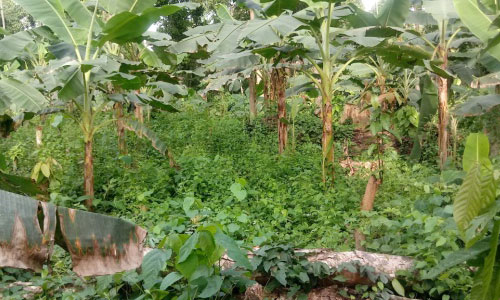 Parcelle de cacaoyers associés au bananier plantain à Ebondji 8 mois après plantation